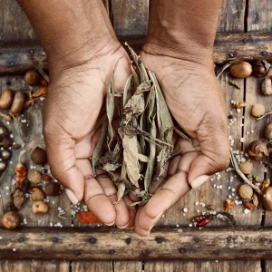 Ossim – Basilic Camerounais